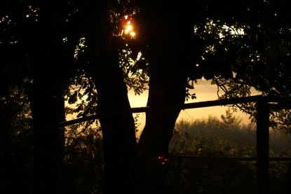 Sol mellem træerne
